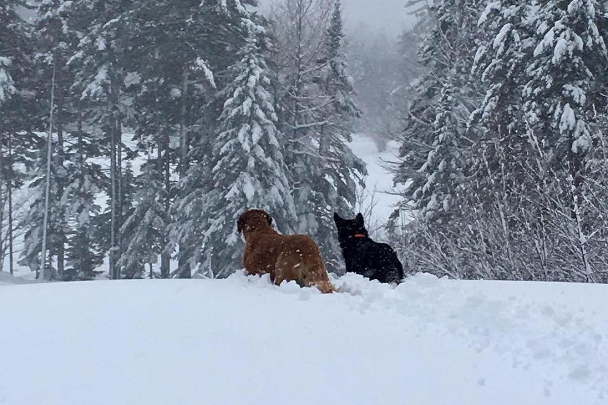 Snow Dogs