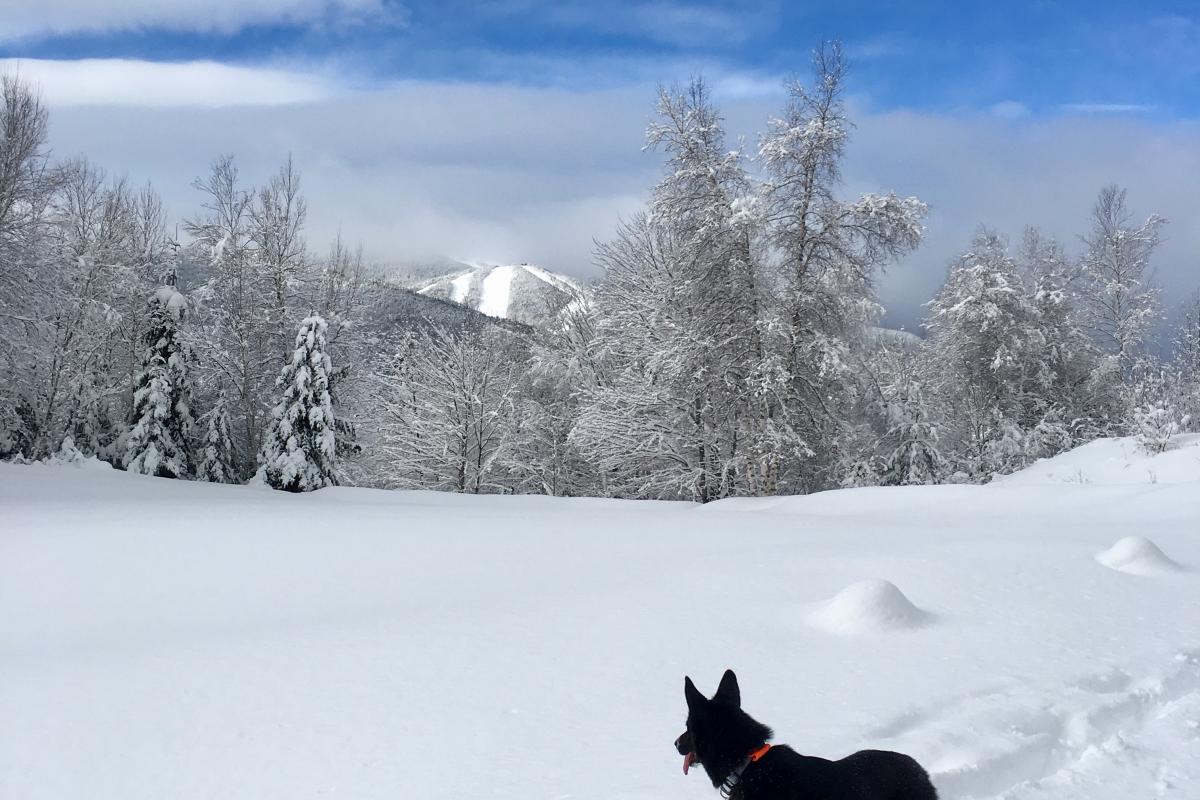 Powder dog